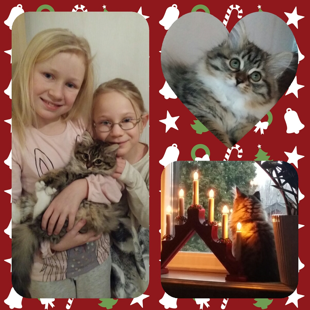 sibirisk katt Vera